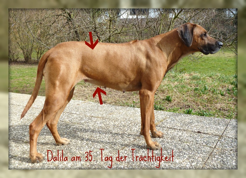 47 days pregnant dog