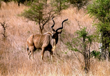 Safari Krugerpark